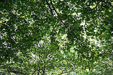 Key社视觉小说《Harmonia》高清版Steam页面上线 发售日期待定